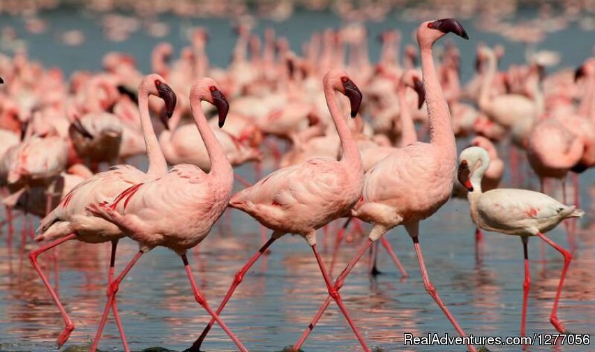 Flamingos | 9 Days Kenya Flying Safari | Image #12/15 | 
