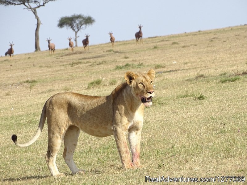 3 Days 2 Nights Masaimara Joining safari | Nairobi, Kenya | Sight-Seeing Tours | Image #1/4 | 