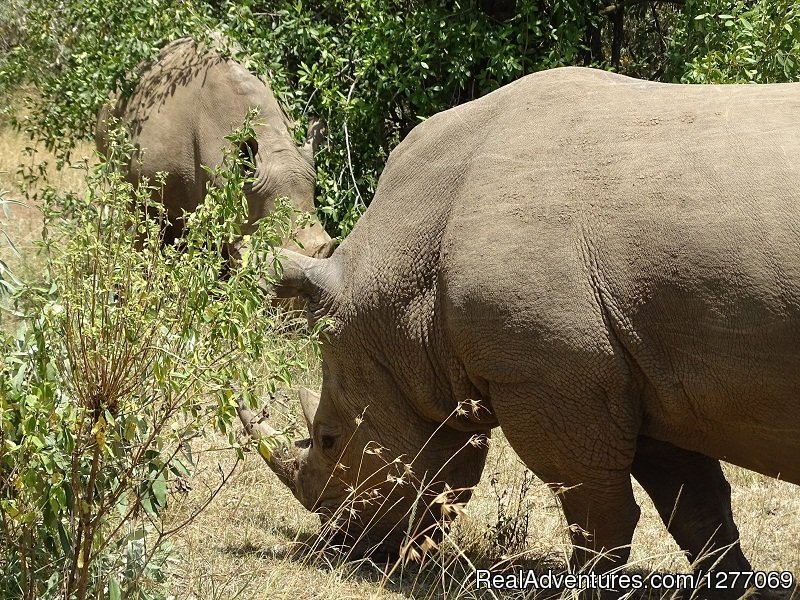 Rhino safari | 3 Days 2 Nights Masaimara Joining safari | Image #3/4 | 