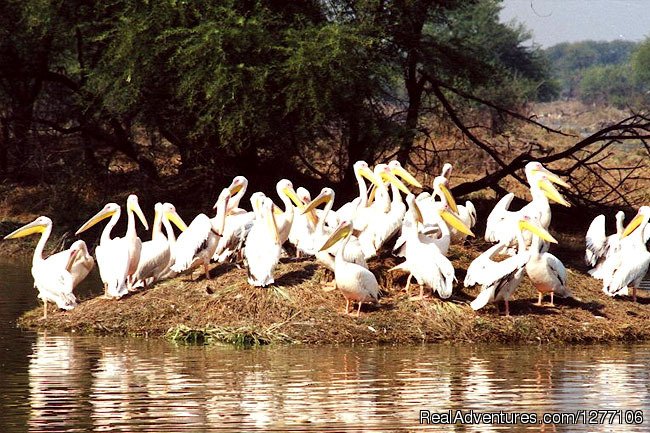 Bird Sanctuary at Bharatpur | 15-Day Heritage & Culture Tour of India | Image #11/11 | 