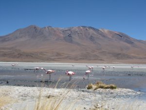 Day Biking Trip To Laguna De Salinas - Arequipa | Arequipa, Peru Bicycle Rentals | Great Vacations & Exciting Destinations