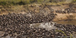 Kenya tanzania safaris | Nairobi, Kenya | Sight-Seeing Tours