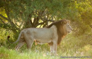 Morogoro Tanzania - Wildlife Safari