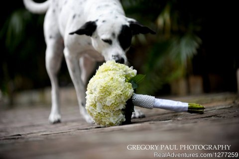 Old Town Manor Key West Pet Friendly | Image #11/15 | Old Town Manor Weddings