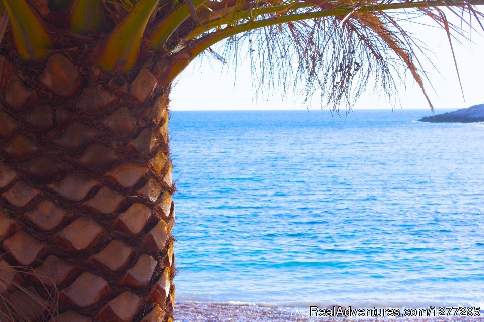 Beach '' Pokonji dol'' palm tree | Experience the magic of the Island Hvar | Image #20/25 | 
