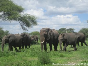Wildlife Safari Aruha National Park