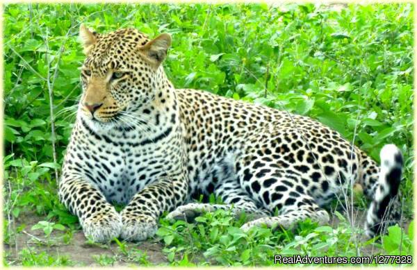 Wildlife Safari Aruha National Park | Image #7/7 | 