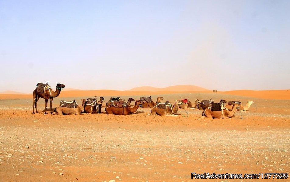 Sahara Desert Camel Trekking Morocco | Desert Morocco Tours Sarl | Sahara Desert Trips | Image #2/16 | 