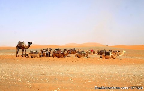 Sahara Desert Camel Trekking Morocco