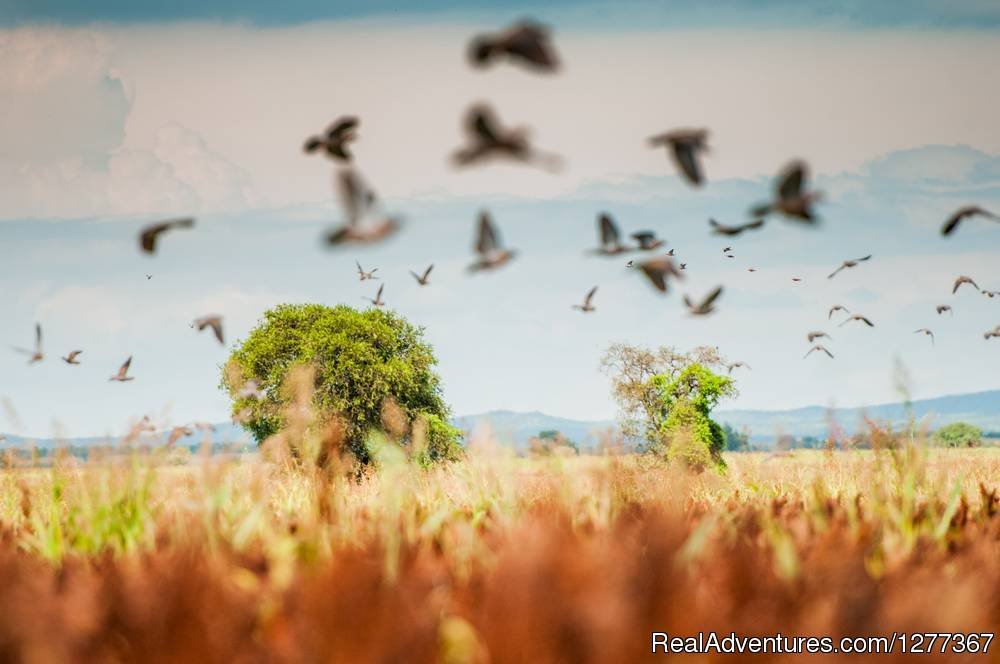 Dove Hunt, Cordoba Argentina | Dove Hunt in Cordoba, Argentina | Cordoba, Argentina | Hunting Trips | Image #1/23 | 