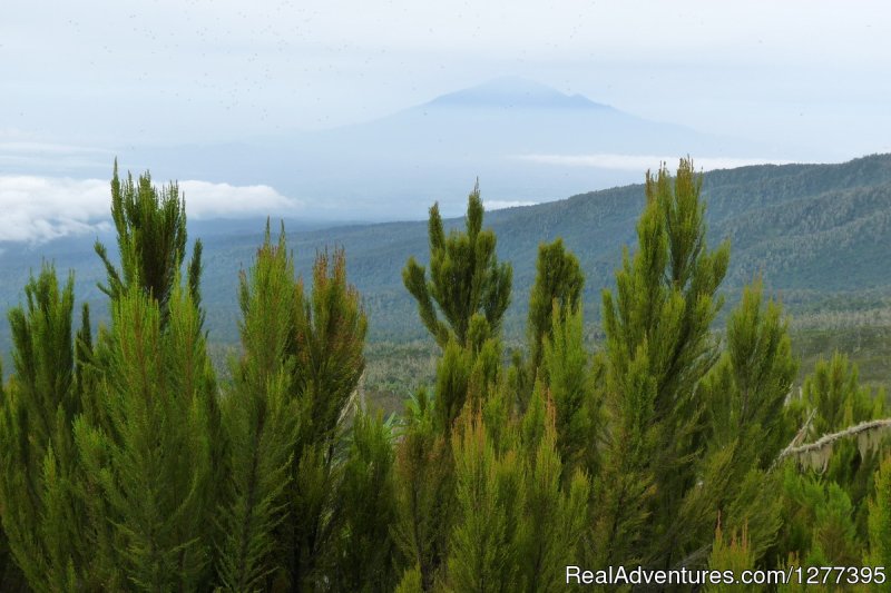 Unique vegetation on the Kilimanjaro mountain | Abakombe Tours | Image #4/4 | 