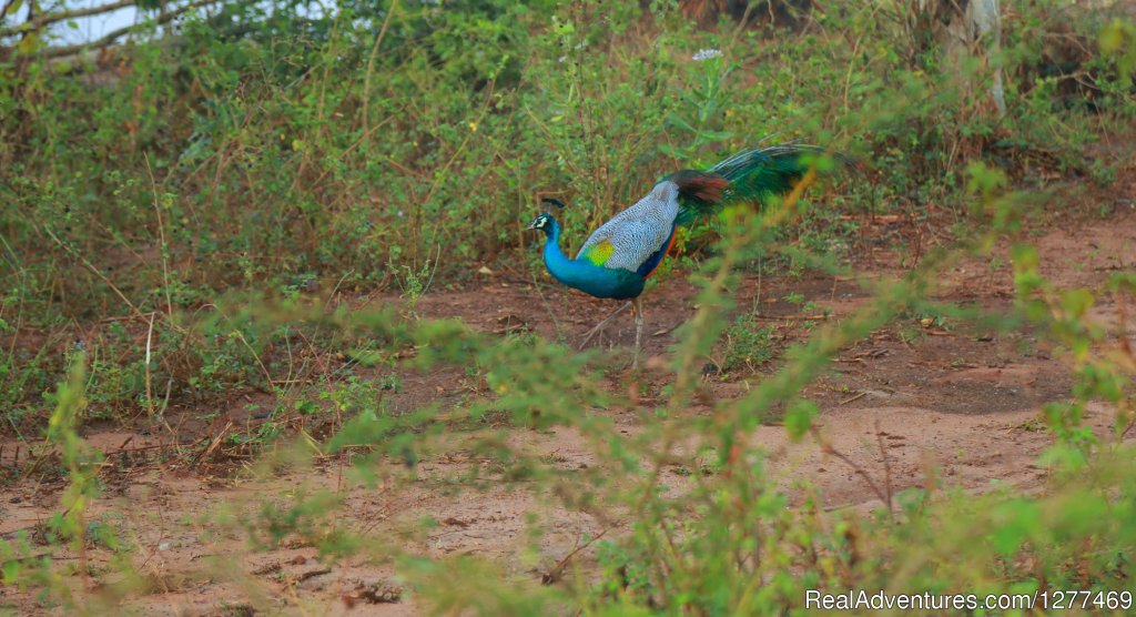 Heina Nature Resort and Yala Safari | Image #7/14 | 