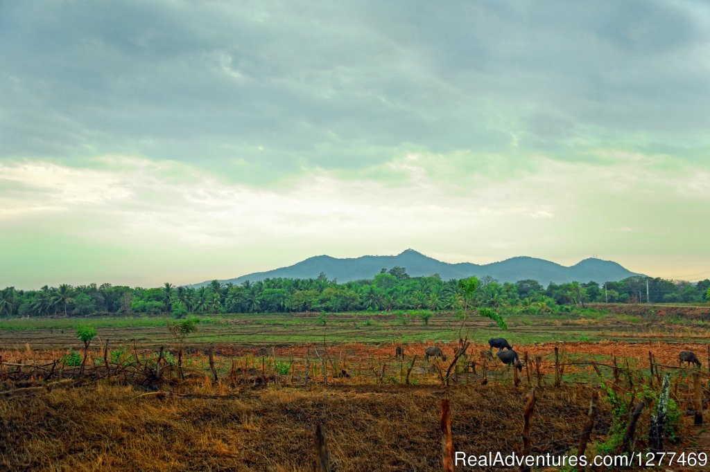 Heina Nature Resort and Yala Safari | Image #11/14 | 