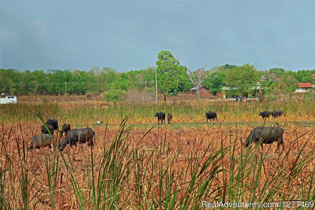 Heina Nature Resort and Yala Safari | Image #13/14 | 