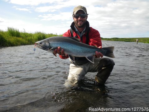 Big Colorful Arctic Char And Dolly Varden Are Abundant
