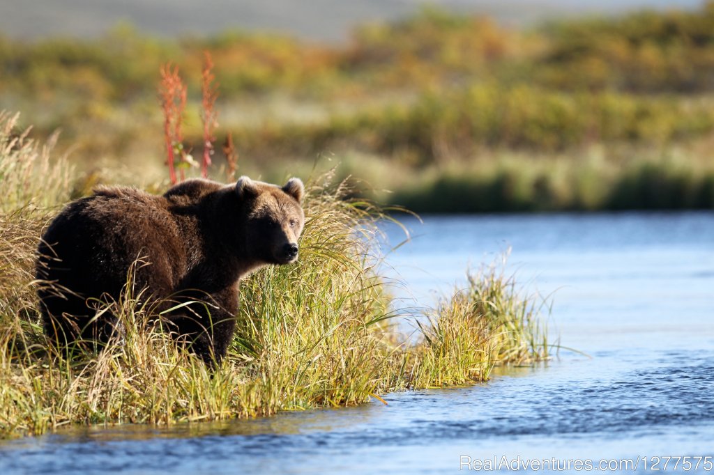 Alaska Brown Bear At Wildman | Enjoy True Wilderness at Wildman Lake Lodge | Image #12/13 | 