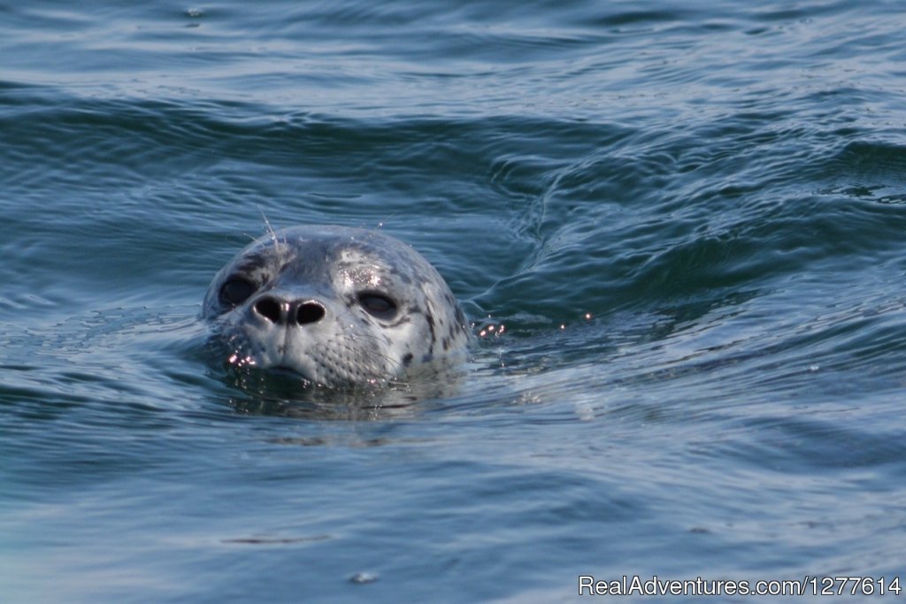 Harbour Seal | Wild Whales Vancouver | Image #3/9 | 