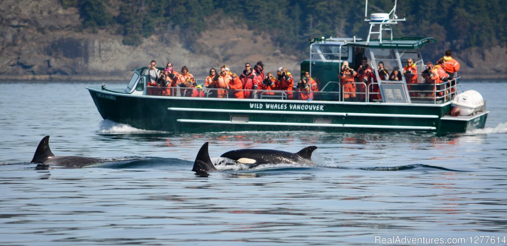 Orca Maru with Orca | Wild Whales Vancouver | Image #8/9 | 