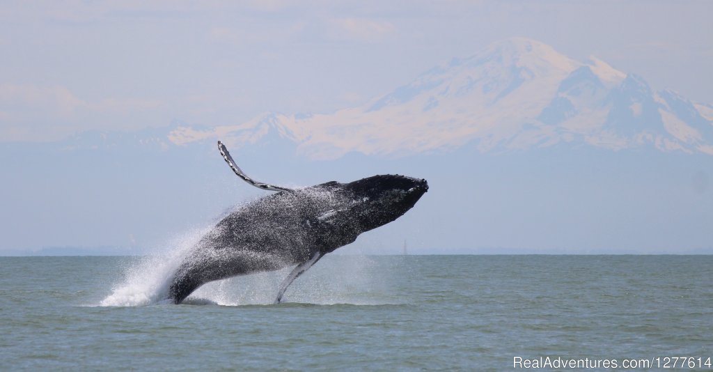 Breaching Humpback | Wild Whales Vancouver | Image #2/9 | 