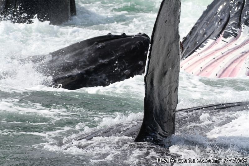 Humpback Whales bubble-net feeding as a group. | Sound Sailing- Crewed Sailboat Charters in Alaska | Image #13/21 | 