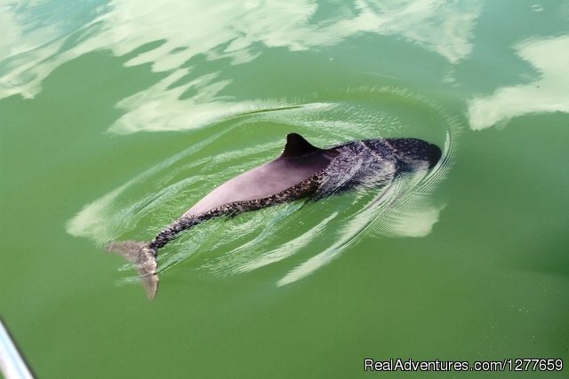 Friendly harbor porpoise. | Sound Sailing- Crewed Sailboat Charters in Alaska | Image #11/21 | 