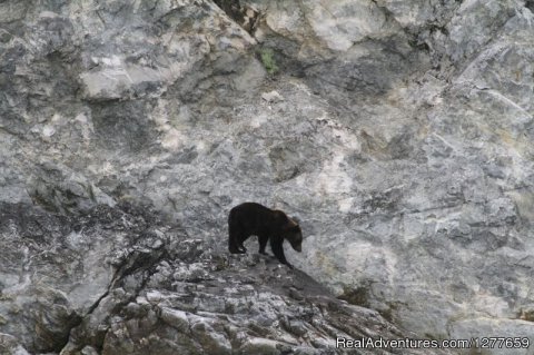 Bear in Glacier Bay