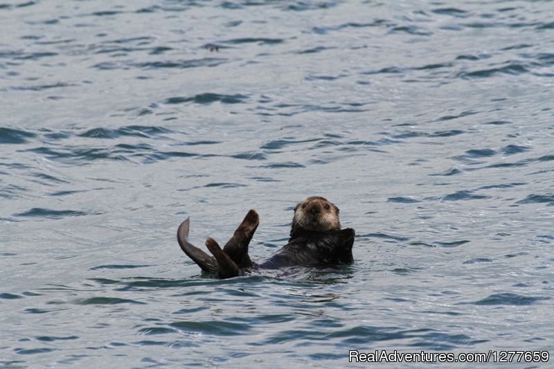 Sea otters sure are cute | Sound Sailing- Crewed Sailboat Charters in Alaska | Image #18/21 | 