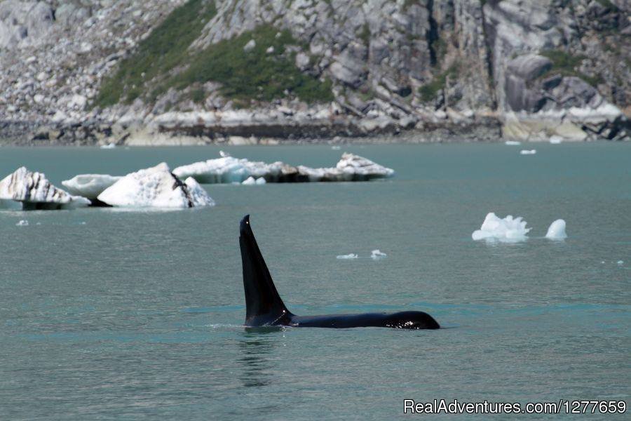 Huge male Orca in Glacier Bay NP | Sound Sailing- Crewed Sailboat Charters in Alaska | Image #19/21 | 