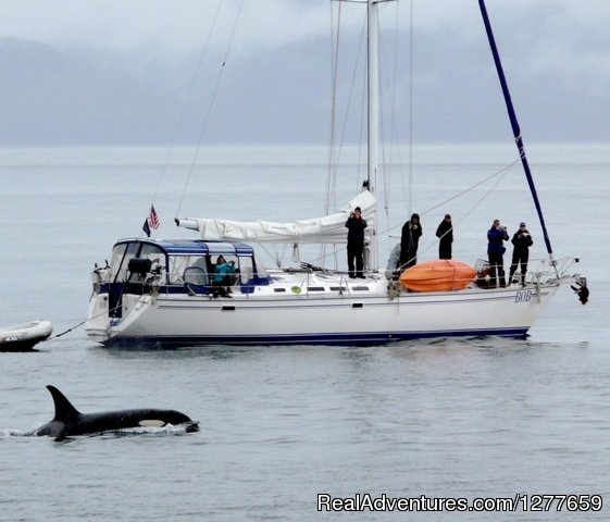 Orcas are a majestic possibility. | Sound Sailing- Crewed Sailboat Charters in Alaska | Image #10/21 | 