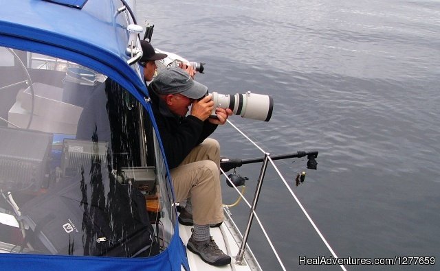 Specializing on bringing you close to wildlife. | Sound Sailing- Crewed Sailboat Charters in Alaska | Image #8/21 | 