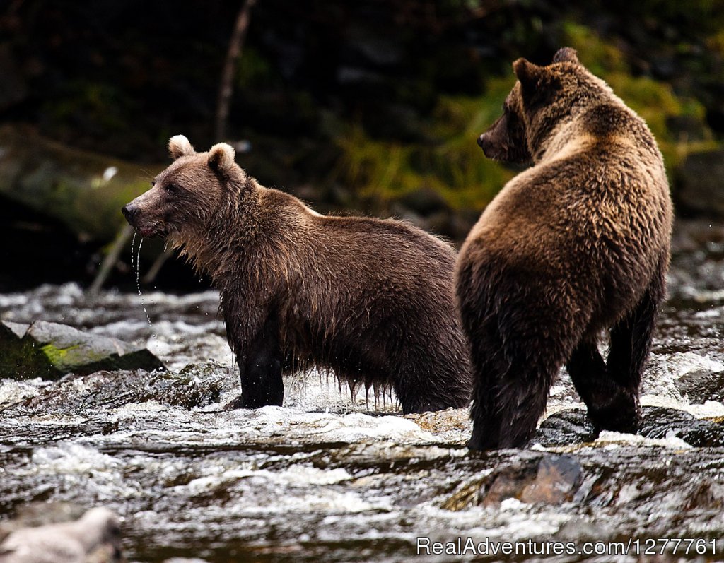 Wild bears | S.E. Alaska up and close on the 'Northern Dream' | Juneau, Alaska  | Yacht Charters | Image #1/12 | 