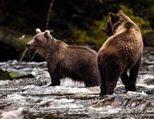 S.E. Alaska up and close on the 'Northern Dream' | Juneau, Alaska | Yacht Charters