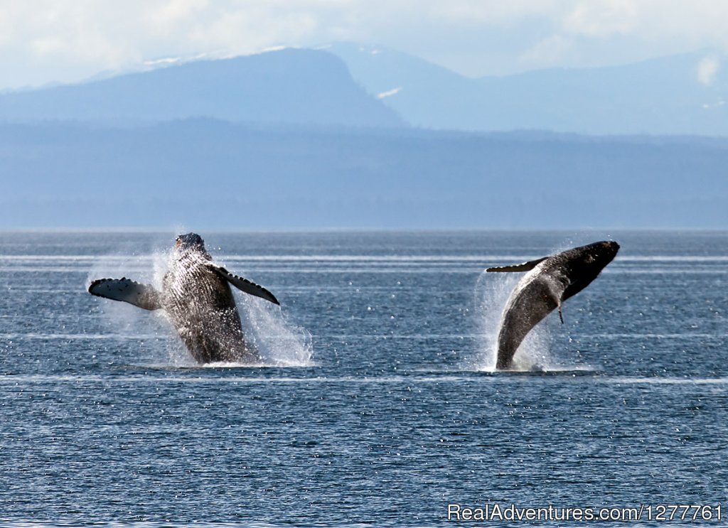 Hump back whales | S.E. Alaska up and close on the 'Northern Dream' | Image #4/12 | 
