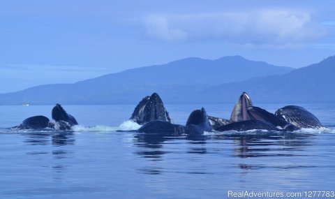Hmpback whales cooperative feeding