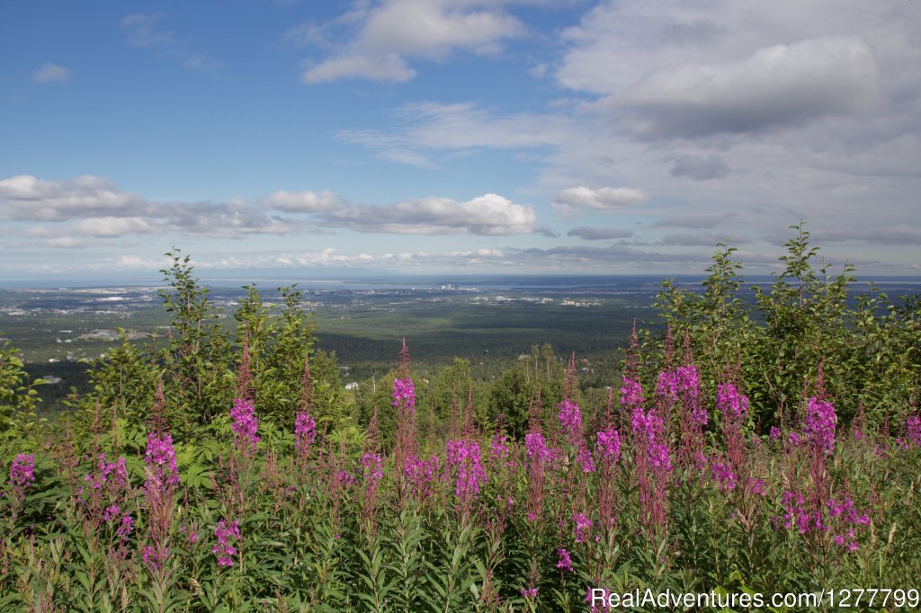 Anchorage From The Hillside | Glaciers & Wildlife: Super-Scenic Day Tour | Image #6/11 | 