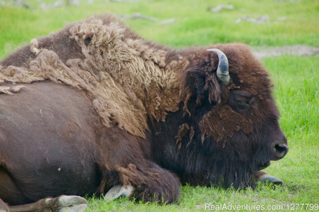 Wood Bison | Glaciers & Wildlife: Super-Scenic Day Tour | Image #4/11 | 