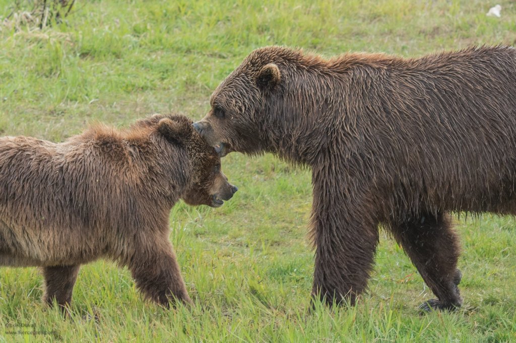 Bears Play In The Rain | Glaciers & Wildlife: Super-Scenic Day Tour | Image #8/11 | 