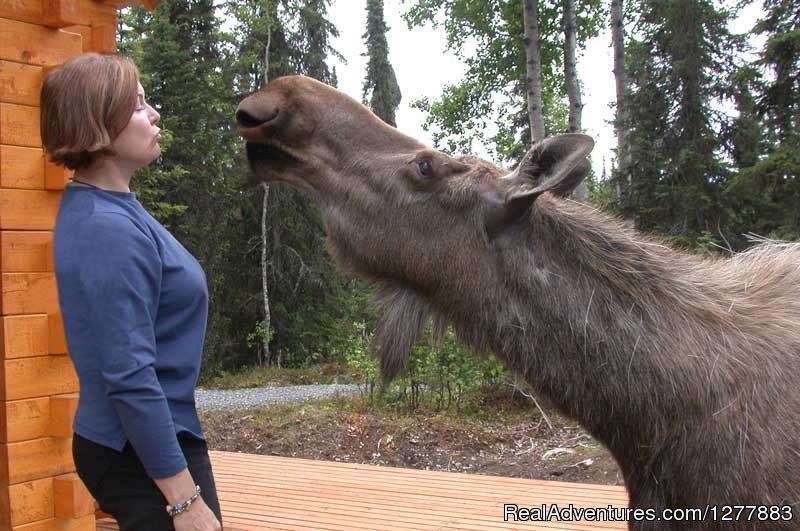 A Cat Sue and Melba Moose moment | A Cabin by the Pond | Soldotna, Alaska  | Hotels & Resorts | Image #1/9 | 