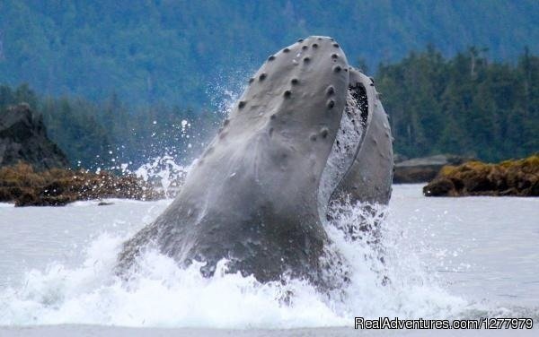 Gallant Adventures | Sitka, Alaska  | Whale Watching | Image #1/1 | 