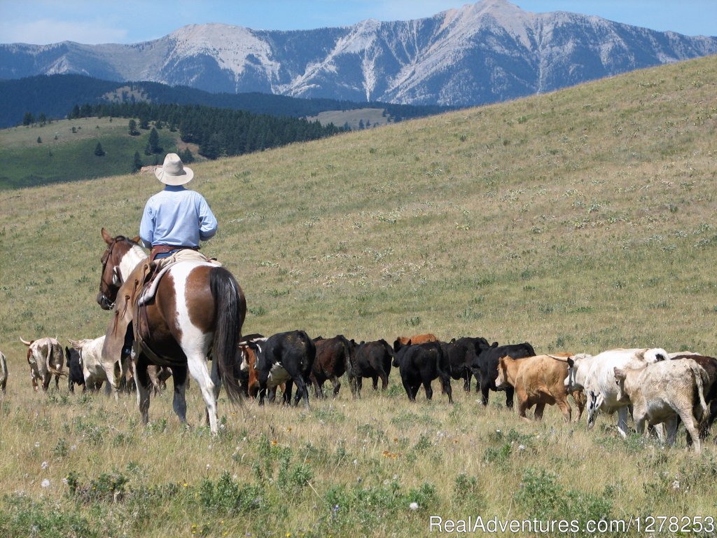 Frontier Cattle Drive | Sierra West Cabin & Ranch Vacations | Lundbreck, Alberta  | Vacation Rentals | Image #1/4 | 