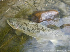 Foot & Chain | Calgary, Alberta | Fishing Trips