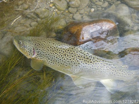 Brown Trout | Foot & Chain | Calgary, Alberta  | Fishing Trips | Image #1/10 | 