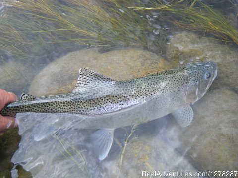 Rainbow Trout | Foot & Chain | Image #2/10 | 