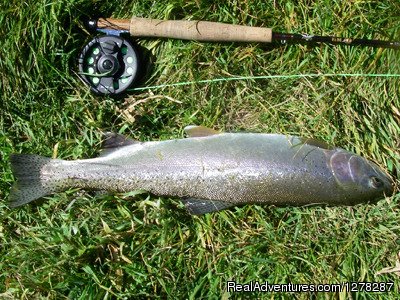 Big Rainbow Trout | Foot & Chain | Image #4/10 | 