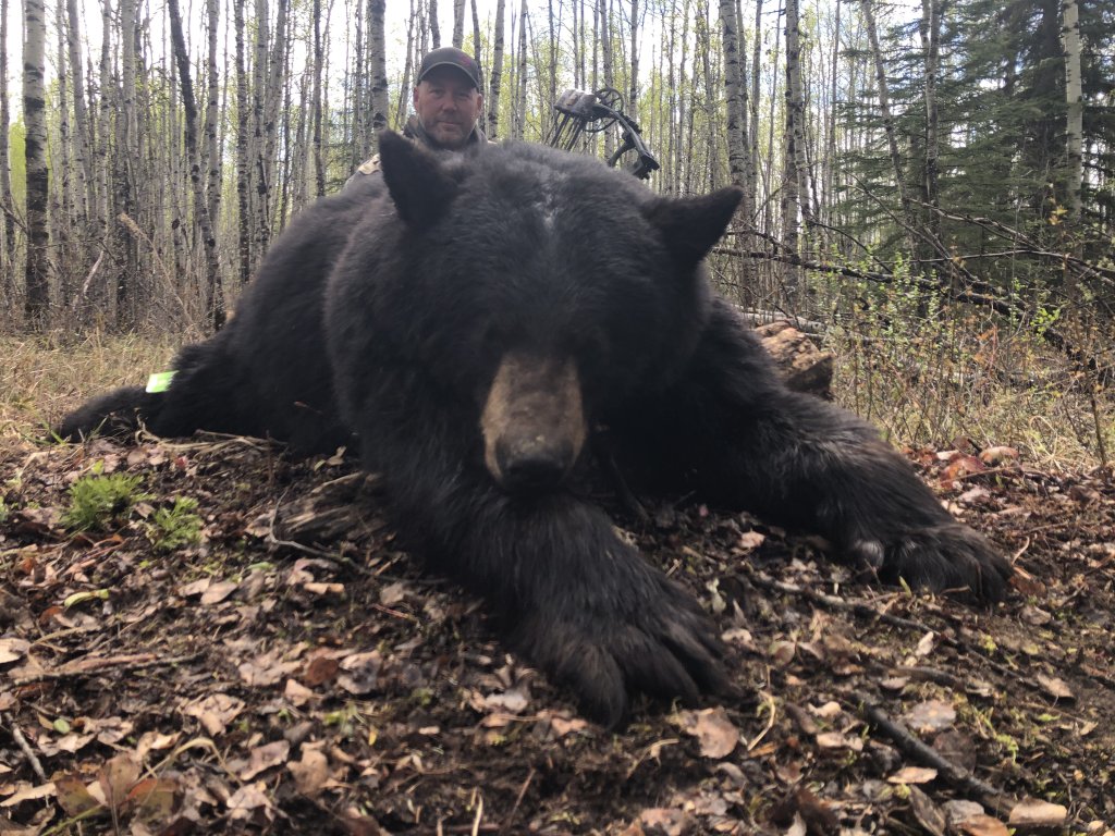 Spring Bear | Northern Edge Outfitting Ltd. | Image #2/6 | 
