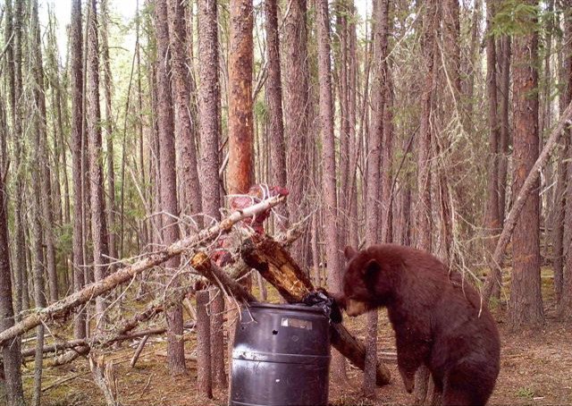 Excellent Alberta Black Bear Hunting | Image #6/8 | 