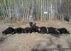 Excellent Alberta Black Bear Hunting | Yellowhead County, Alberta