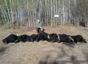 Excellent Alberta Black Bear Hunting Photo