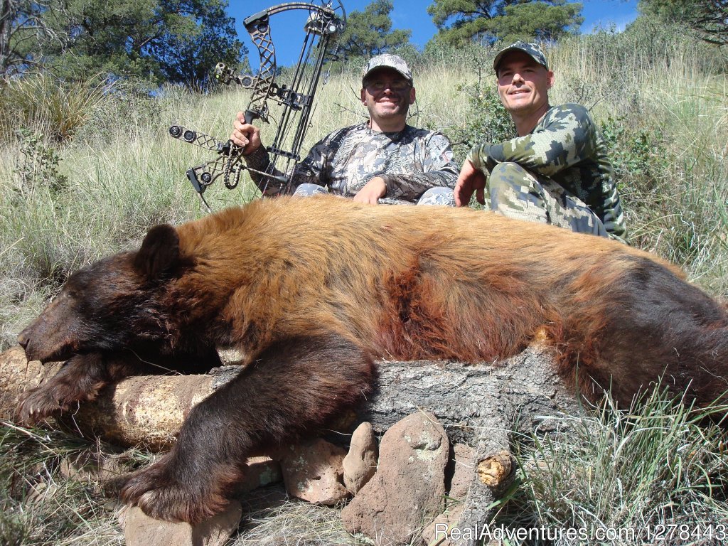 Arizona Bear Hunting | Arizona Guided Hunts | Image #8/11 | 
