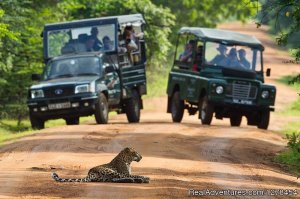 Srilanka Budget tours & travels | Negombo, Sri Lanka Sight-Seeing Tours | Sight-Seeing Tours Yala National Park, Sri Lanka